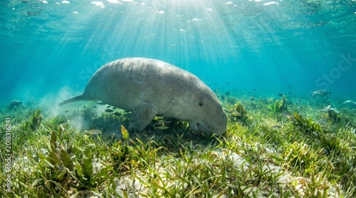 Tableau sur toile Dugong grazing on seagrass in clear tropical ocean waters