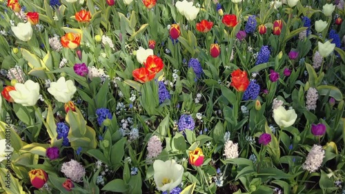 Multicolored tulips blossoming in springtime