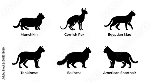 Fotografie Diverse Cat Breeds Silhouettes, Vector Set: Munchkin, Cornish Rex, Egyptian Mau,