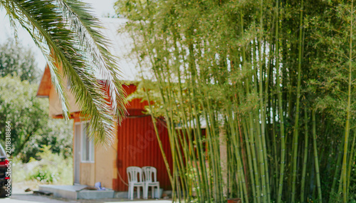 Obraz na plátně A red and tan building partially obscured by a dense grove of bamboo trees and a
