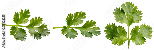 Quadro su tela Three sprigs of fresh green cilantro leaves isolated on a transparent background