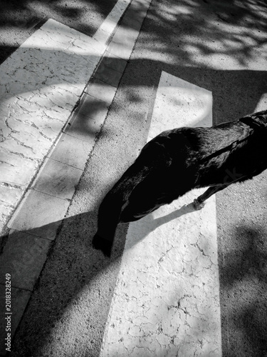 black dog on a crosswalk on a road