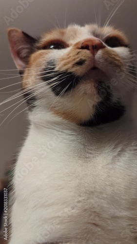 Calico Cat Close Up Portrait Vertical 4K Footage Curious Feline Looking Up Whiskers Fur Detail Domestic Pet Indoor Candid Video