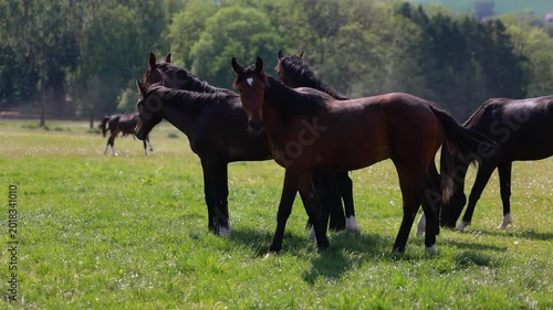 Warmblood sport horses galloping and playing together on sunny pasture during energetic herd movement