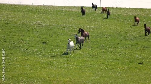 Warmblood sport horses galloping and playing together on sunny pasture during energetic herd movement