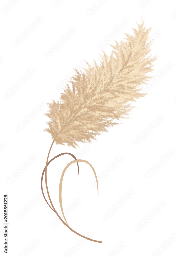 Obraz premium Pampas grass branches. Dry feathery head plumes, used in flower arrangements, ornamental displays, interior decoration, fabric print, wallpaper, wedding card. Golden ornament element in boho style