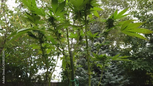 Tilting up shot of a cannabis marijuana plant during flowering. The white pistils and stigma indicating that this is early in the flowering process and likely weeks away from harvest.