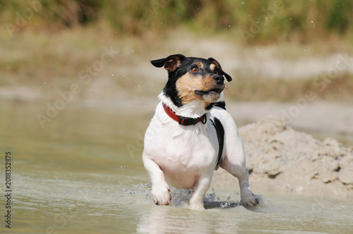 Jack Russell Terrier standing in shallow lake water during a sunny summer day outdoors.