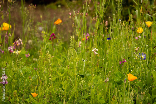 Blooming wildflower field with colorful native plants and grasses, peaceful summer nature scene ideal for sustainability and biodiversity concepts.
