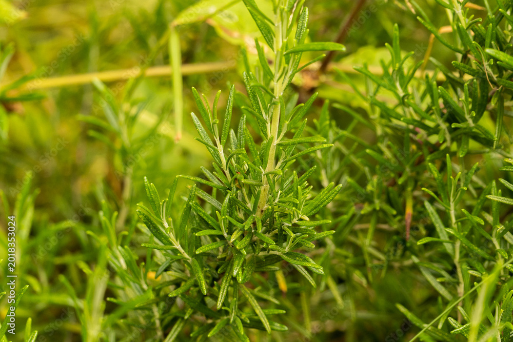 Fototapeta premium Organic rosemary (Salvia rosmarinus) shrub in herb garden, fresh aromatic leaves used in cooking and wellness concepts