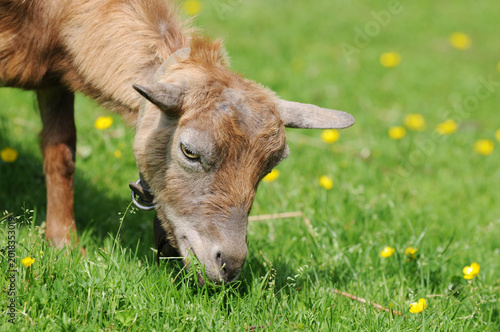 Brown Goat grazing on fresh green grass in a rural meadow.