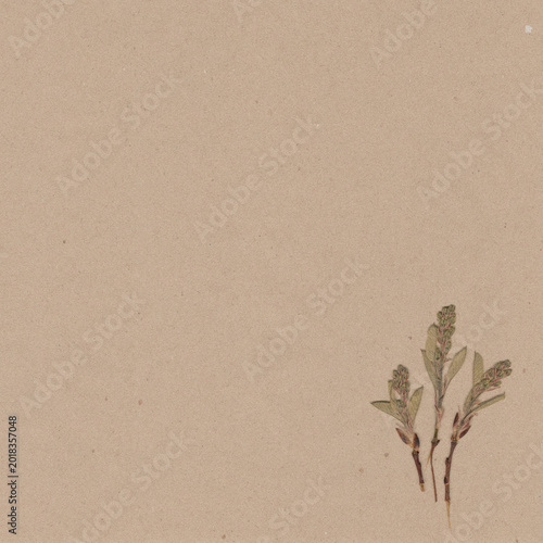 Vintage botanical background featuring pressed plant on kraft paper. Minimal composition with copy space.