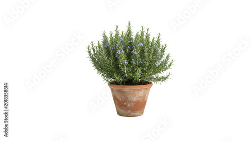 Rosemary herb plant in pot isolated on transparent background. Perfect for botanical, kitchen, and natural design elements.
