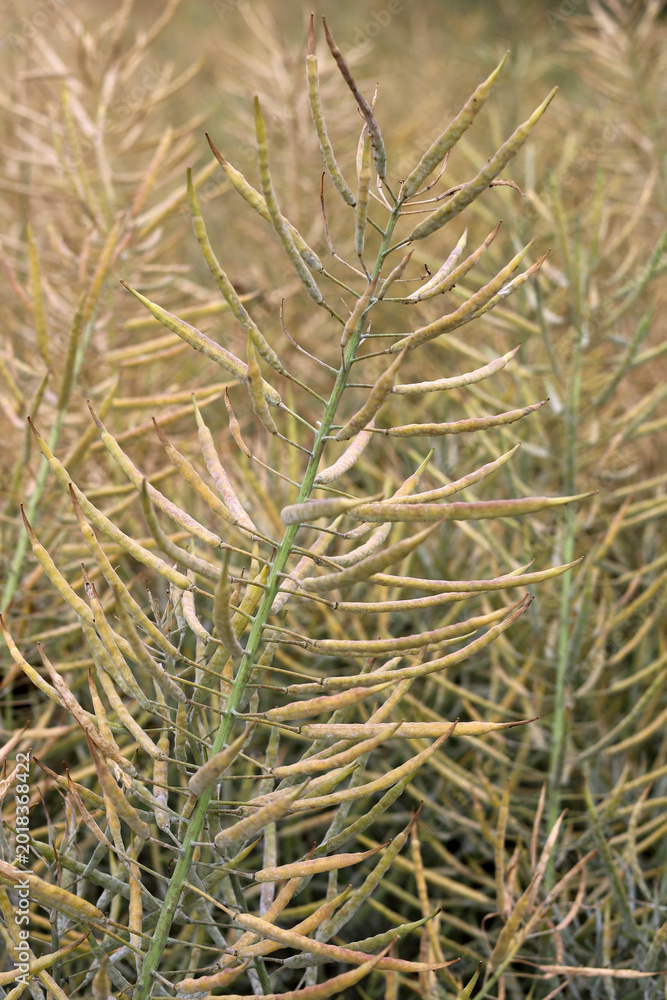 Fototapeta premium Dried rapeseed stalks standing in a rural field in China.