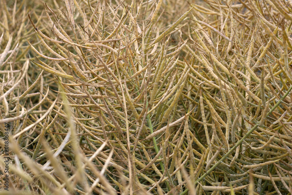 Fototapeta premium Dried rapeseed stalks standing in a rural field in China.