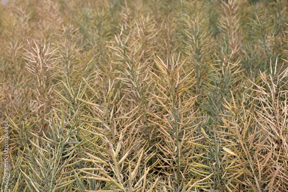 Fototapeta premium Dried rapeseed stalks standing in a rural field in China.