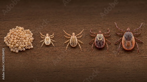 Illustrative arrangement of tick life cycle stages from eggs to adults