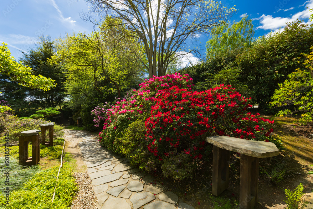 Obraz premium Beautiful blooming garden path with colorful azaleas in Prague