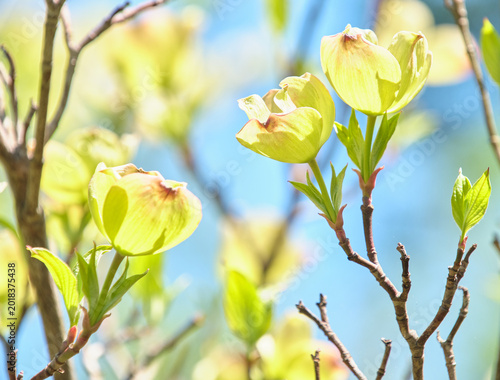 Fotografía 青空に映える満開のハナミズキ  Flowering dogwood in full bloom against a clear blue sky