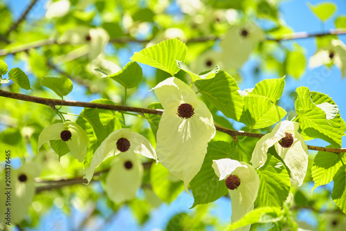 Photos 青空に映える美しいハンカチノキの花  Beautiful Handkerchief tree flowers against a clear blue sky