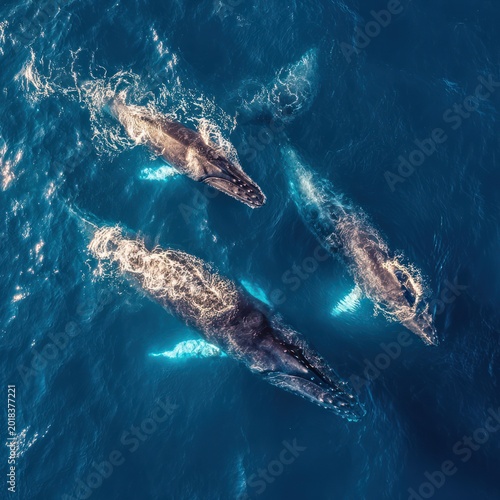 Group of Large Blue Whales Swimming in Deep Ocean with Clear Water and Sunlight