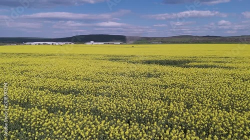 Aerial View of Rapeseed Field with Wind Movement and Dynamic Sky