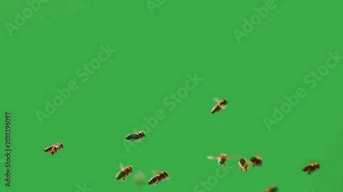 Swarm of honey bees flying on green screen background, Live sound.