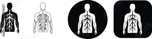 Photos Human circulatory system diagram showing arteries and veins in chest and arms ve