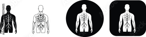Photos Human circulatory system diagram showing arteries and veins in chest and arms ve