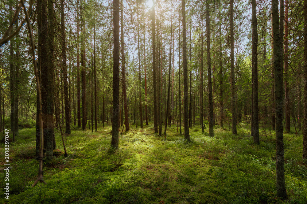 Fototapeta premium A forest with green moss covering the forest floor, evergreen coniferous moist forest