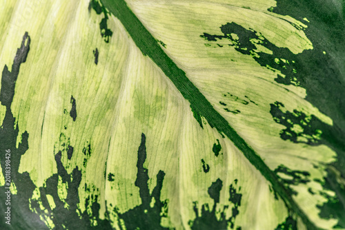 Close-up macro of a variegated Dieffenbachia seguine leaf with natural green patterns and detailed tropical texture. Abstract botanical background with organic lines and exotic foliage design.