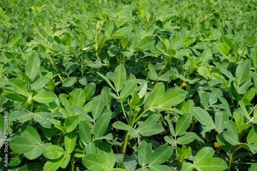 Dense Green Peanut Plants Growing in Agricultural Field