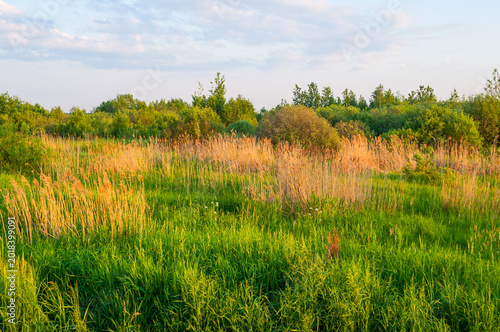 Billede på lærred Summer field background, a rural field overgrown with grass, bushes and trees an