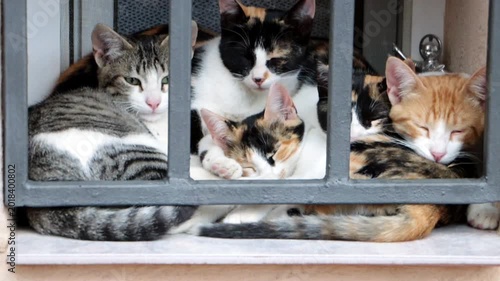 Stray cats huddling together on window sill behind metal bars for warmth and comfort in urban setting