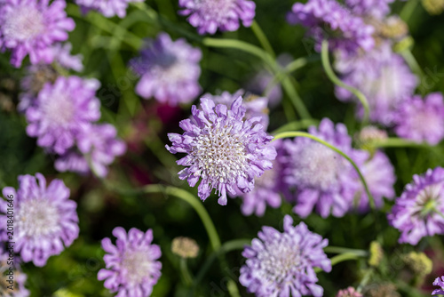 Close-up of blooming Scabiosa columbaria Pink Mist flowers with soft purple petals and blurred garden background.