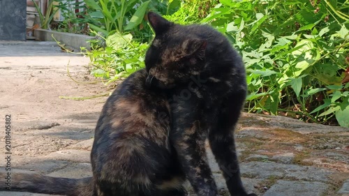 Tortoiseshell Cat Grooming Outdoors on Stone Garden Path, Cute Black Pet Washing Fur in Daylight