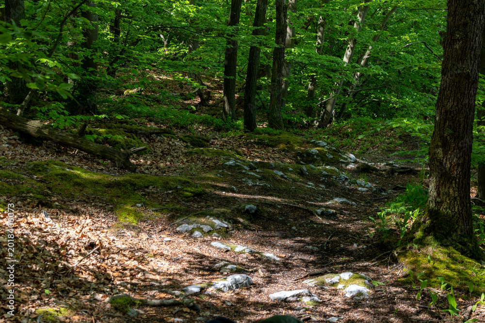 Fototapeta premium Auf dem Karstwanderweg am Bauerngraben im Biosphärenreservat Gipskarst Südharz
