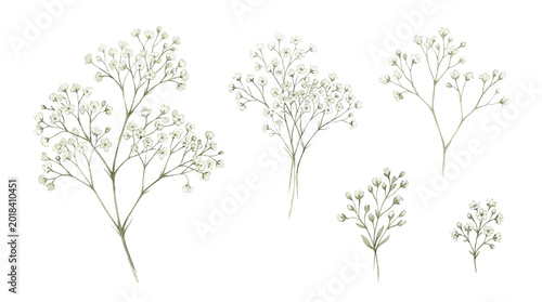Delicate Baby's Breath Sprigs, Fine Floral Elements for Wedding Bouquets and Romantic Designs, Soft White Blossoms on Stems, Botanical Illustration Set