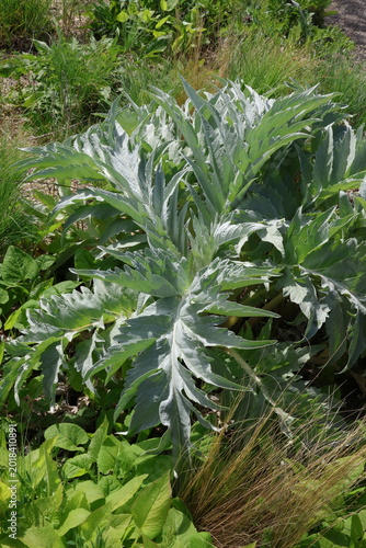 Fotografi Cynara cardunculus