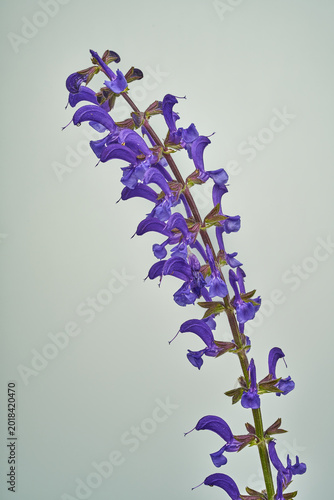 Wiesensalbei