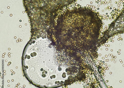 Obraz na plátně soil microorganisms under a microscope including amoeba, flagellates, nematodes,