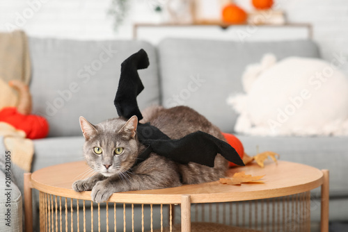 Cute cat with bat wings lyi...