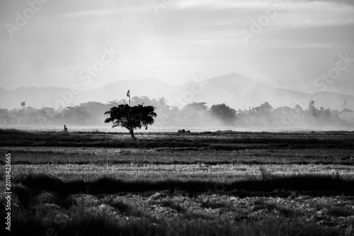 Timeless atmosphere of an Asian rice paddy