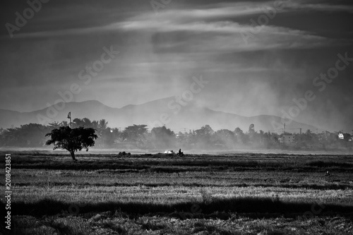 Timeless atmosphere of an Asian rice paddy