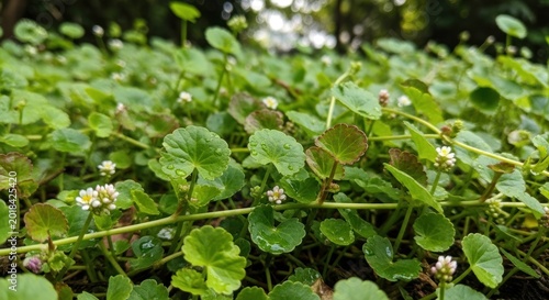 Close-up of vibrant green ground cover with small white flowers.
