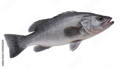 Photography Gray Black Sea Bass Fish with Fins and Scales