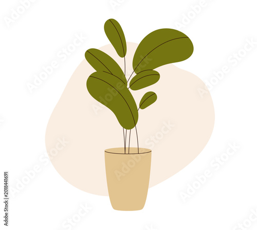 Green leaf plant in pot. Greenery, houseplant with big leaves growing in home...