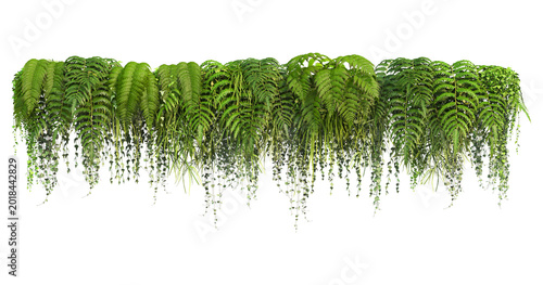 Schilderij op canvas Bush grape or three-leaved wild vine cayratia (Cayratia trifolia) liana ivy plan