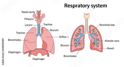 Canvastavla Human Respiratory System Anatomy Diagram with Labels