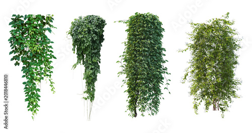 Schilderij op canvas Bush grape or three-leaved wild vine cayratia (Cayratia trifolia) liana ivy plan